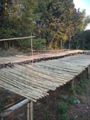 BAMBOO ARE DRYING UNDER SUN