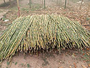 BAMBOO ARE DRYING UNDER SUN